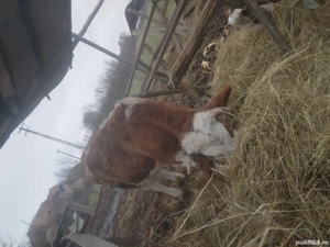 vacile si vitele - imagine 4