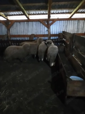 Vând berbeci frumosi