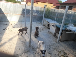 Catei lagotto  cu pedigree 