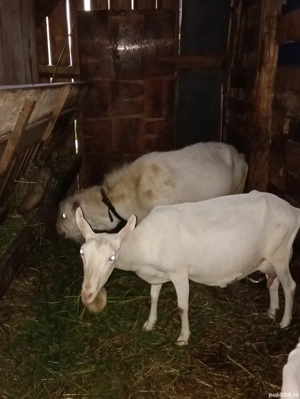 Țap Sannen rasă pură  - imagine 2