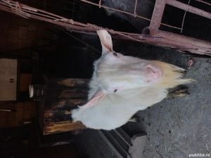 Țap Sannen rasă pură  - imagine 3