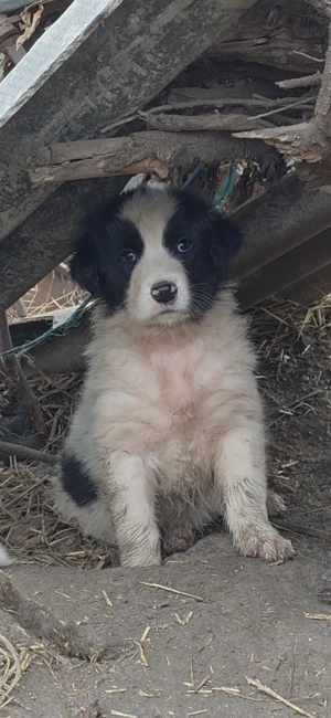 Femelă ciobănesc de Bucovina 