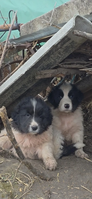Femelă ciobănesc de Bucovina  - imagine 2
