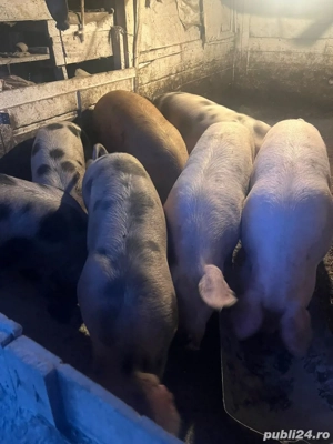 Porcii de vanzare  - imagine 2