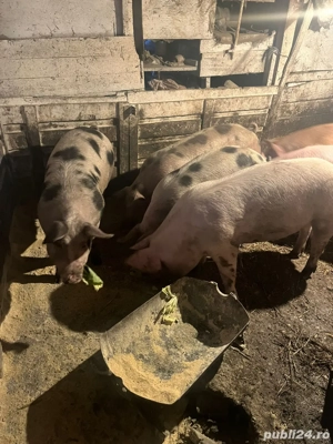Porcii de vanzare  - imagine 5