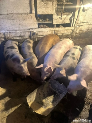 Porcii de vanzare  - imagine 4