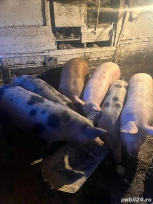 Porcii de vanzare  - imagine 3