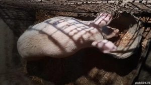 Disponibil peste 200kg  - imagine 3