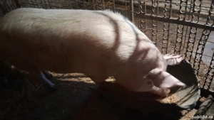 Disponibil peste 200kg  - imagine 2