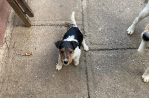 Căței de vânzare - imagine 2