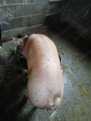 De vânzare porc  - imagine 2