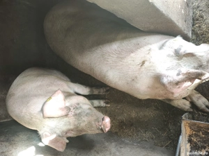 super oferta - imagine 3