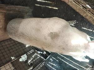 super oferta - imagine 2