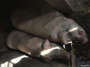 super oferta - imagine 4