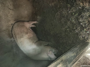 super oferta - imagine 5