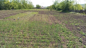 Teren, intravilan, sat Potângeni, com. Movileni  - imagine 5