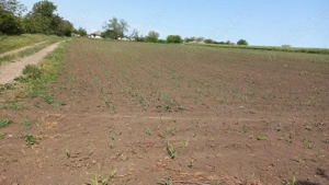 Teren, intravilan, sat Potângeni, com. Movileni  - imagine 3