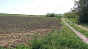 Teren, intravilan, sat Potângeni, com. Movileni 