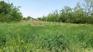 Teren, intravilan, sat Potângeni, com. Movileni  - imagine 2