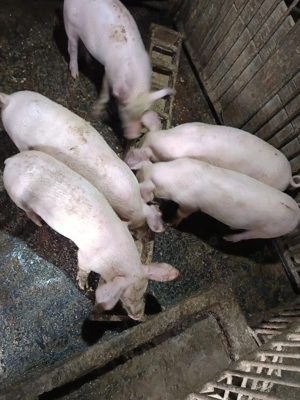 Purcei de vânzare  - imagine 2