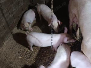 Purcei de vânzare  - imagine 3