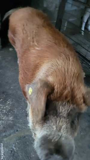 Vând Porcii  - imagine 4