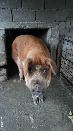 Vând Porcii  - imagine 3