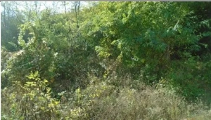 Teren extravilan  Tamboesti    ; ID: R2832805