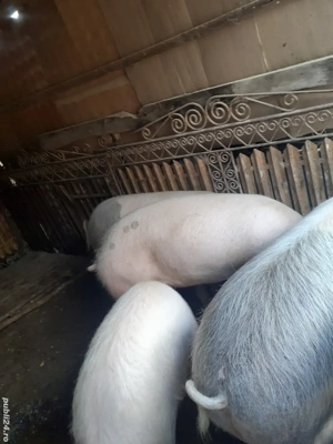 Porci crescuți în gospodărie  - imagine 2