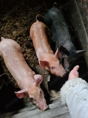 Purcei de 8 săptămâni bazna xduroc - imagine 2