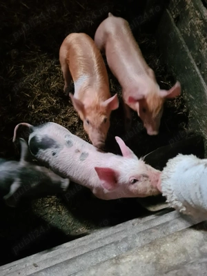 Purcei de 8 săptămâni bazna xduroc - imagine 3