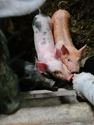 Purcei de 8 săptămâni bazna xduroc - imagine 4