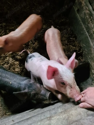 Purcei de 8 săptămâni bazna xduroc