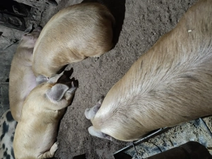 Porci de gospodărie. - imagine 2