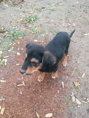 Donez metisi copoi ardelenesc cu ciobanesc romanesc