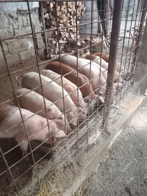 Grăsuni de vânzare  - imagine 2