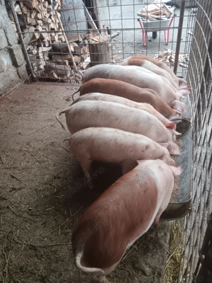 Grăsuni de vânzare  - imagine 4