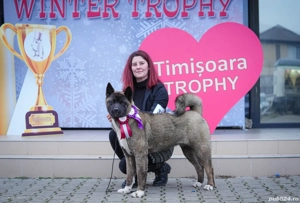 american akita cu pedigree - imagine 3