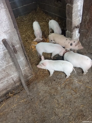 Vând purceii, preț 300 de lei bucata. - imagine 3