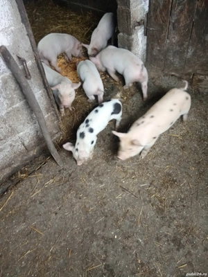 Vând purceii, preț 300 de lei bucata. - imagine 2