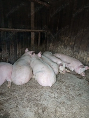 Porci de carne, crescuți la stână  - imagine 2