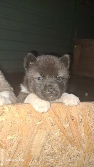 american akita cu pedigree - imagine 4