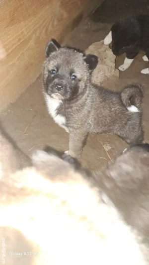 american akita cu pedigree - imagine 5