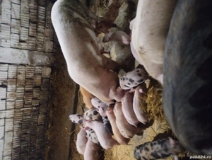 vând scroafe cu purcei  - imagine 3