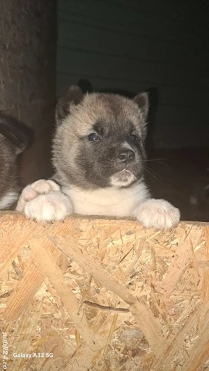 american akita cu pedigree - imagine 2