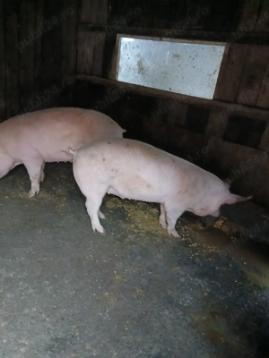 Porci de carne, crescuți la stână 