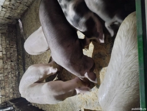 Vând  porci la 80 kg