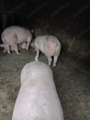 Porci de carne, crescuți la stână  - imagine 5