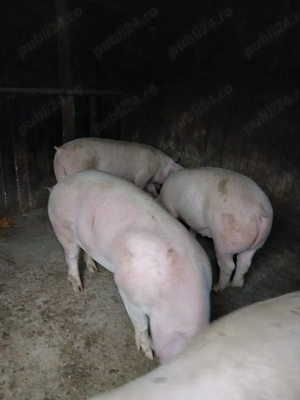 Porci de carne, crescuți la stână  - imagine 6