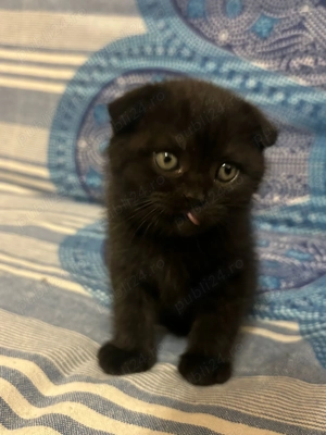 Scottish Fold pretios
